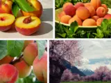Why is Georgia known as the peach State
