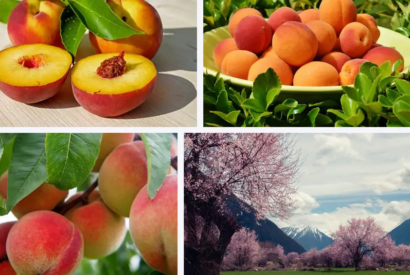 Why is Georgia known as the peach State? | Why are Georgia peaches so good?