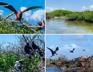 Barbuda's Frigate Bird Sanctuary