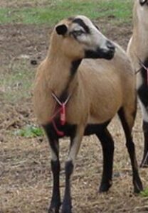 Blackbelly Sheep