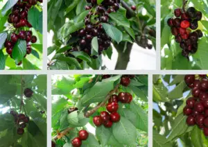 Flathead Cherries