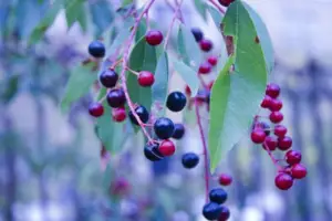 Huckleberries