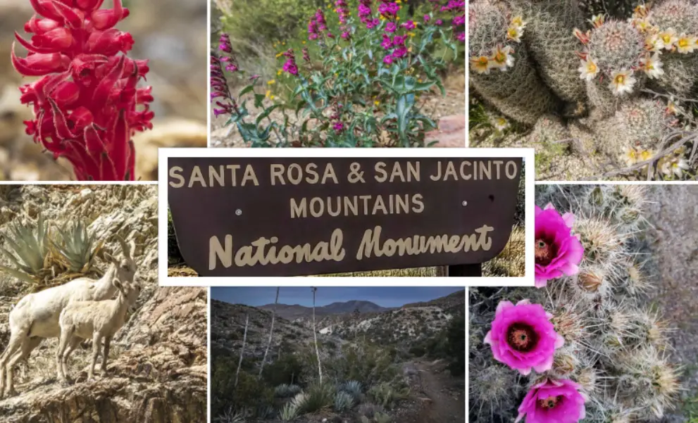 Santa Rosa and San Jacinto Mountains : Interesting Facts, History & Travel Guide