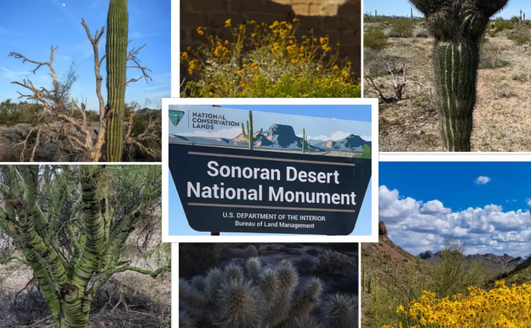 Sonoran Desert National Monument : Interesting Facts, History & Travel Guide
