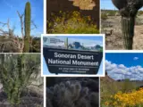 Sonoran Desert National Monument