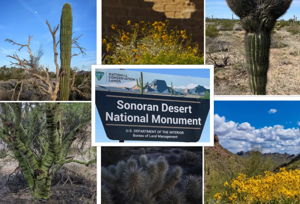 Sonoran Desert National Monument : Interesting Facts, History &#038; Travel Guide