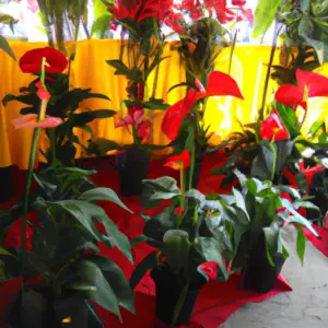 colima's-flower-fair