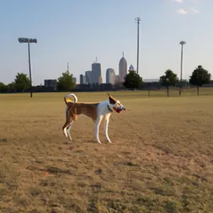 dallas-dog-park