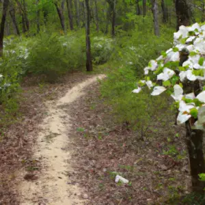 dogwood-trail