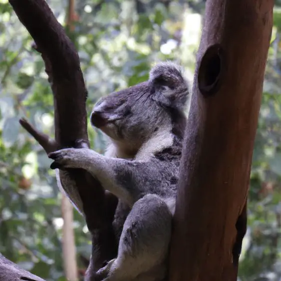 Currumbin Wildlife Sanctuary : Interesting Facts, Information &#038; Travel Guide