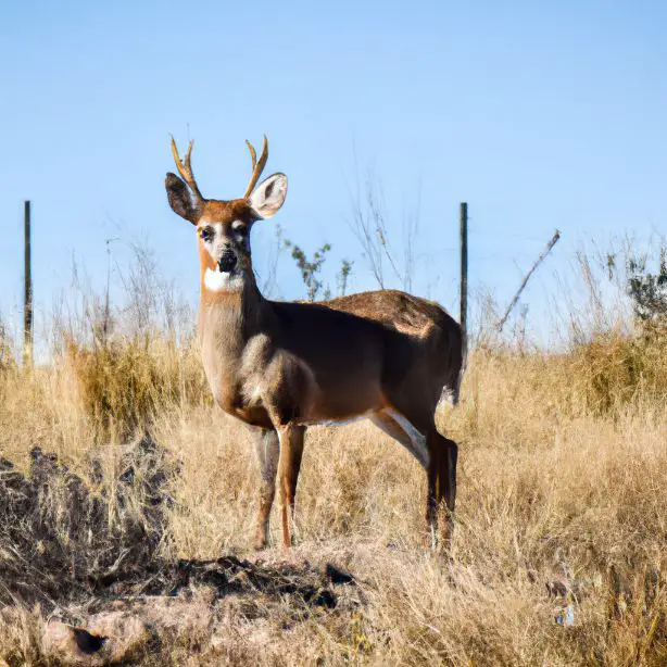 Venado Tuerto : Interesting Facts, Historical Monuments &#038; Information | What is Venado Tuerto known for